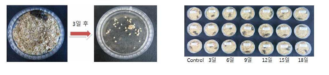 Petri dish에 각 조건별로 비슷한 시기에 우화한 성충을 넣어 산란을 받은 뒤 2 g의 밀기울을 공급