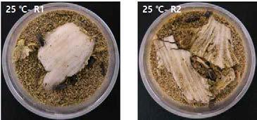 처리 4주 후 오염된 25℃ 처리구