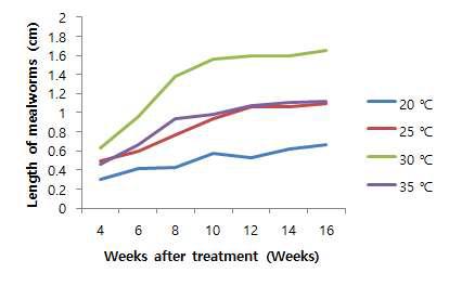 온도별 밀웜 충체 크기의 변화