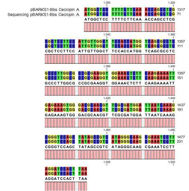 pBARKSI-Bbs-cecropin A 의 sequencing 정보.