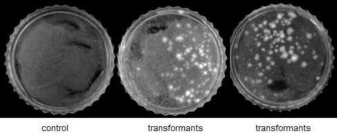 Restricion Enzyme-Mediated Intergration을 통해 확보된 transformants.