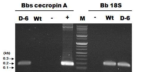 ERL1170-pBARKS1-Bbs-cecropin A transformant D-6의 RT-PCR, Lane: M, 1Kb(+) DNA Ladder; +, pBARKS1-Bbs cecropin A; -, D.W.; Wt, wild type ERL1170; and D-6, ERL1170-pBARKS1-Bbs-cecropin A transformant D-6