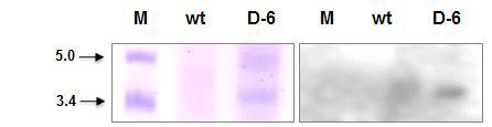ERL1170-pBARKS1-Bbs-cecropin A transformant D-6의 SDS-PAGE 및 Western blot, Lane: M, protein size marker; Wt, ERL 1170 wild type; D-6, ERL 1170 – pBARKS1-Bbs cecropin A transformant D-6