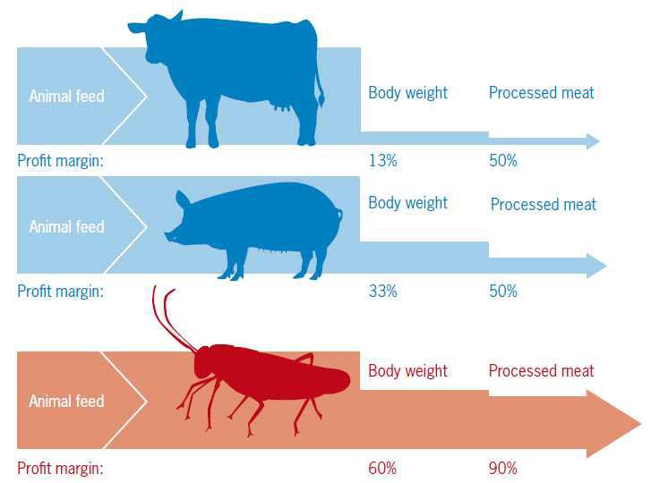 소, 돼지 및 곤충의 사료 효율 및 가공 효율