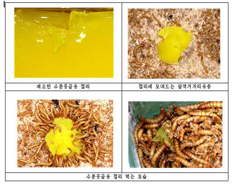 갈색거저리 유충 수분공급용 젤리