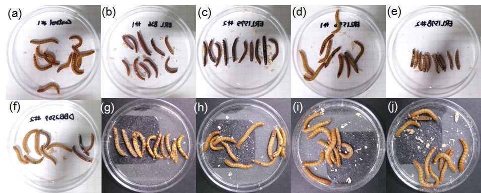 갈색거저리 유충을 균주에 24 h 노출한 후 밀기울이 채워진 petri dish에 옮긴 뒤 5일 후 관찰.