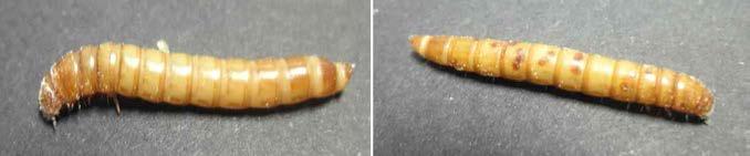 M. anisopilae 감염에 의한 갈색거저리 유충에 나타난 병징. 왼쪽은 감염되지 않은 갈색거저리 유충이며, 오른쪽은 M. anisopilae 에 의해 감염된 갈색거저리 유충