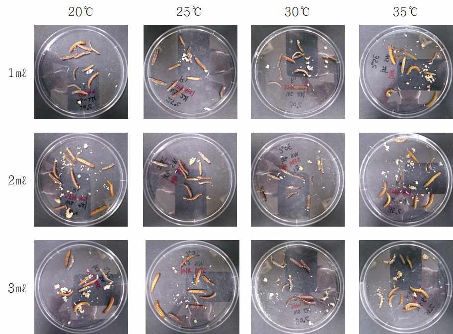 B. bassiana ERL1576 균주가 배양된 배지에 1일간 갈색거저리 유충을 노출시킨 후 밀기울이 채워진 petri dish에 옮겨준 뒤 각 온습도별 조건에서의 5일 후 관찰한 갈색거저리 유충