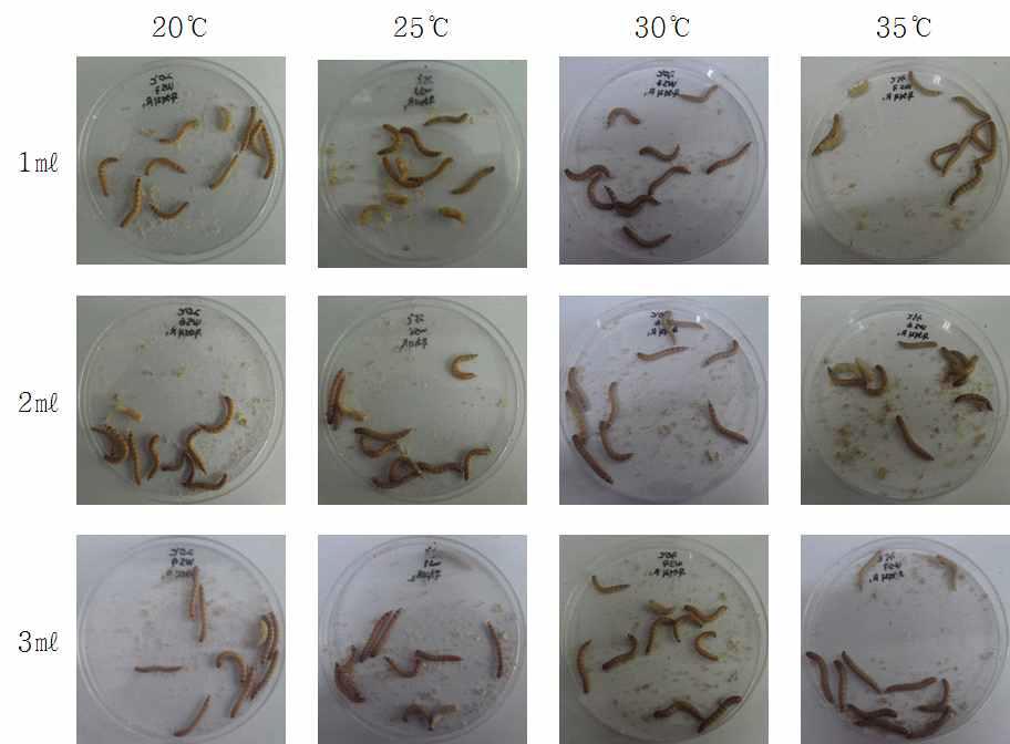 M. anisopilae Ma KACC 40969 균주를 갈색거저리 유충에 spray 접종시 온도와 습도에 따른 감염성 확인