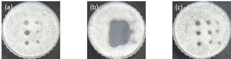 M. anisopilae 에 대한 포자발아 억제가 효과적인 약제. (a), Fluazinam (b), Mancozeb (c), Dithianon