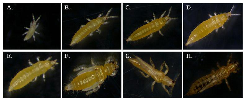 꽃노랑총채벌레 life cycle. A. 1일차; B. 2일차; C. 3일차; D. 4일차; E. 5일차; F. 꽃노랑총채벌레 ; G. 꽃노랑총채벌레 수컷; H. 꽃노랑총채벌레 암컷