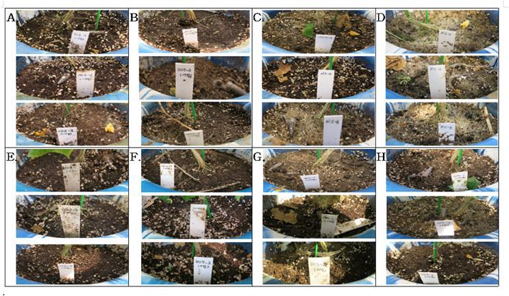 꽃노랑총채벌레 처리 후 65일 된 오이의 토양 표면. A. 꽃노랑총채벌레 접종 전 균주 처리 JEF003; B. 꽃노랑총채벌레 접종 전 균주 처리 JEF007; C. Negative Control; D. Positive Control; E. 꽃노랑총채벌레 당일 처리 균주 접종 JEF003; F. 꽃노랑총채벌레 당일 처리 균주 접종 JEF007; G. 꽃노랑총채벌레 처리 후 균주 접종 JEF003; H. 꽃노랑총채벌레 처리 후 균주 접종 JEF007