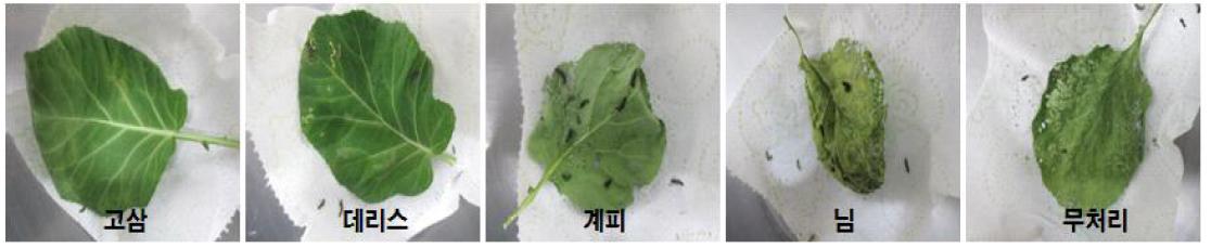 파밤나방에 대한 식물추출물의 방제효과 확인