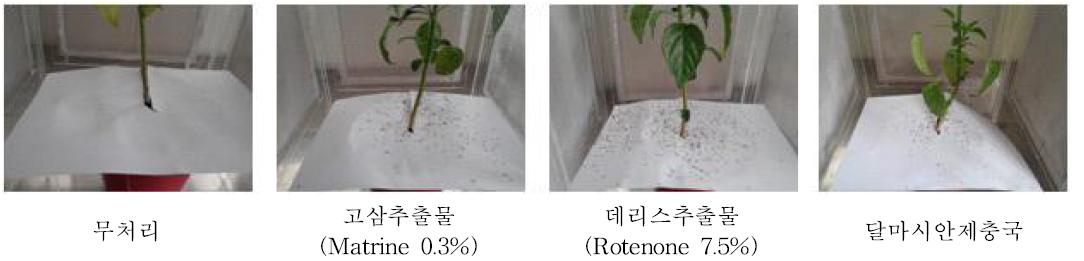고추 목화진딧물에 대한 식물추출물의 방제효과 확인