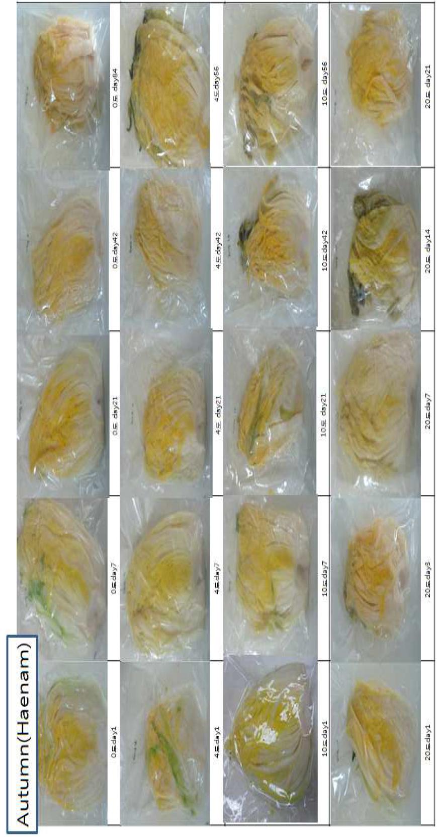 Appearance change of packaged salted autumn Kimchi cabbage according to storage temperature and period(Haenam)