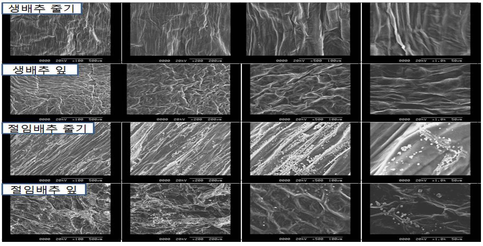 Scanning electron microscopy(SEM) micrographs of Kimchi cabbage and salted Kimchi cabbage (x100~x1,000)