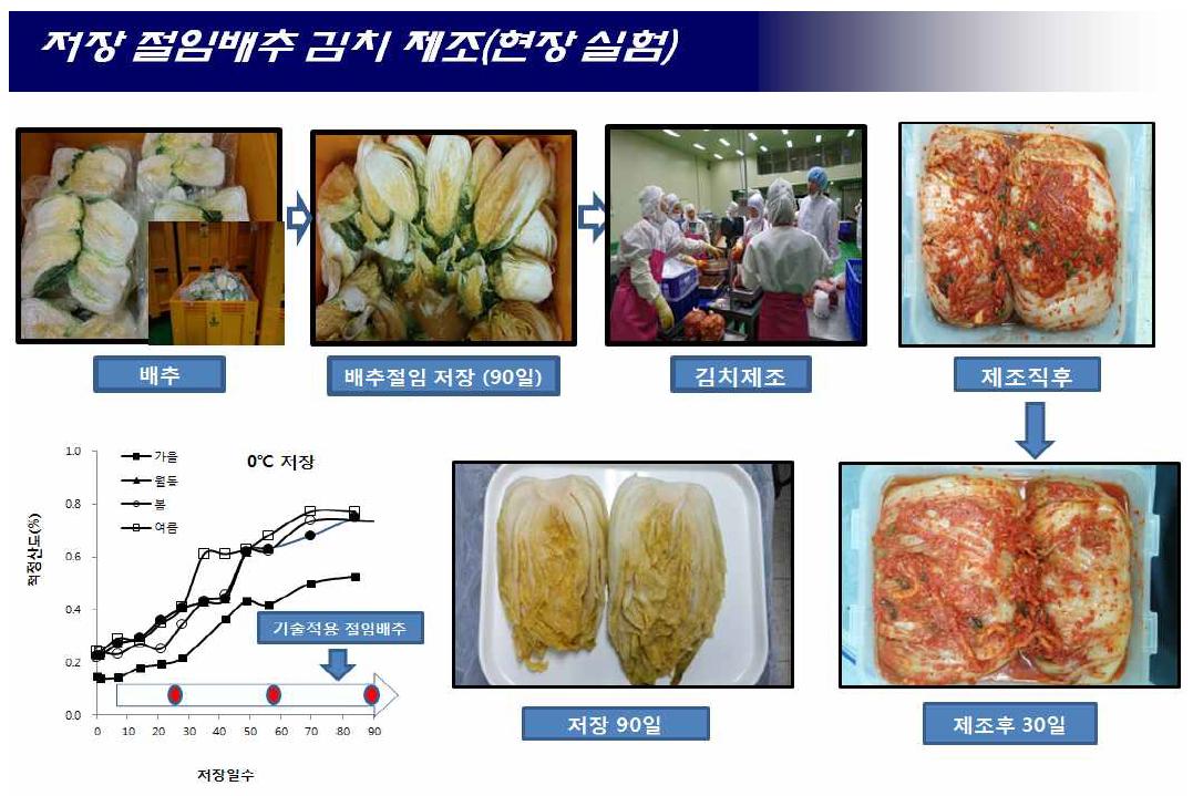 절임배추 현장 실험 II(화원농협)