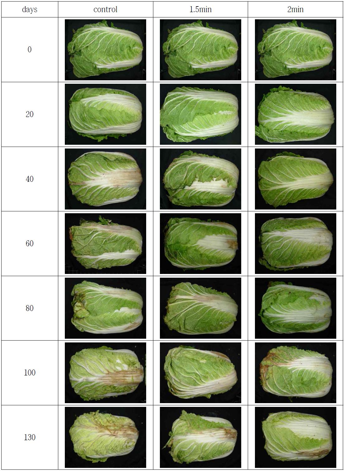 순간건식열처리에 의한 월동배추의 저장 중 정선 전 외관 변화(0℃)