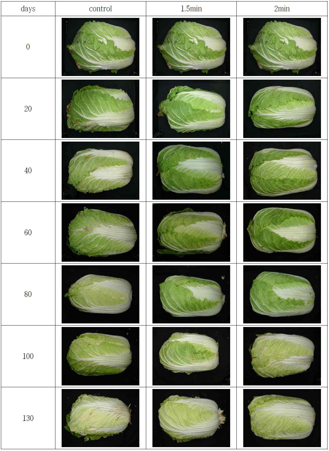 순간건식열처리에 의한 월동배추의 저장 중 정선 후 외관 변화(0℃)
