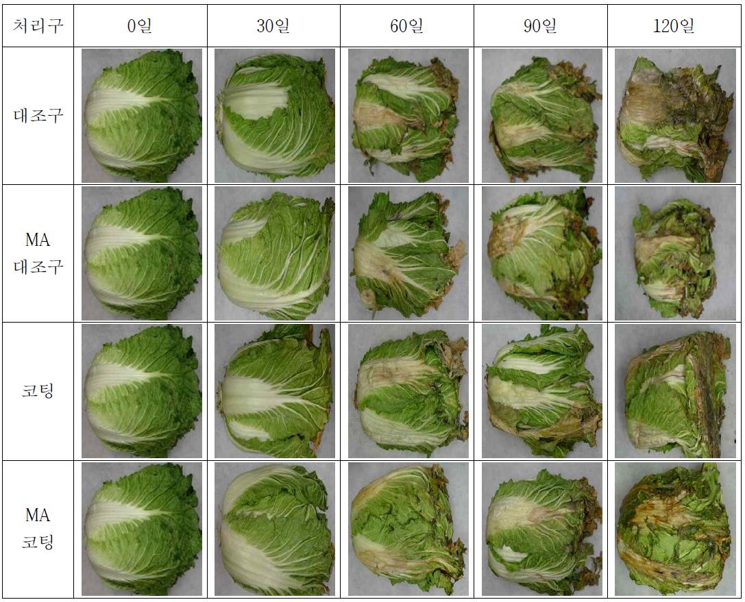 코팅처리에 의한 배추의 저장 중 정선 전 형태 변화 (0℃)