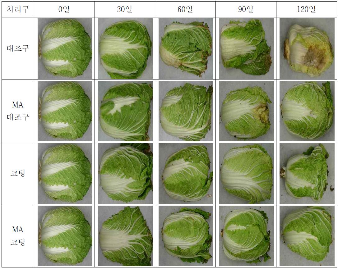 코팅처리에 의한 월동배추의 저장 중 정선 후 형태 변화 (0℃)