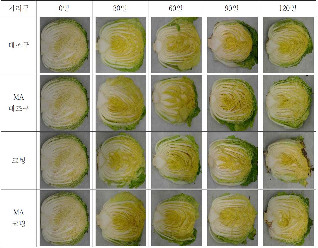 코팅처리에 의한 월동배추의 저장 중 절단면 변화 (0℃)