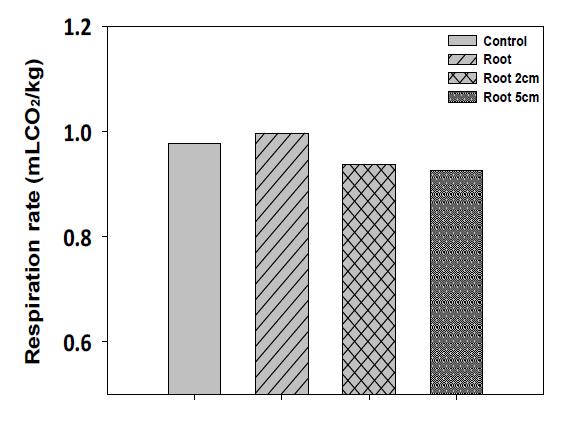 뿌리길이에 따른 배추의 호흡율 변화