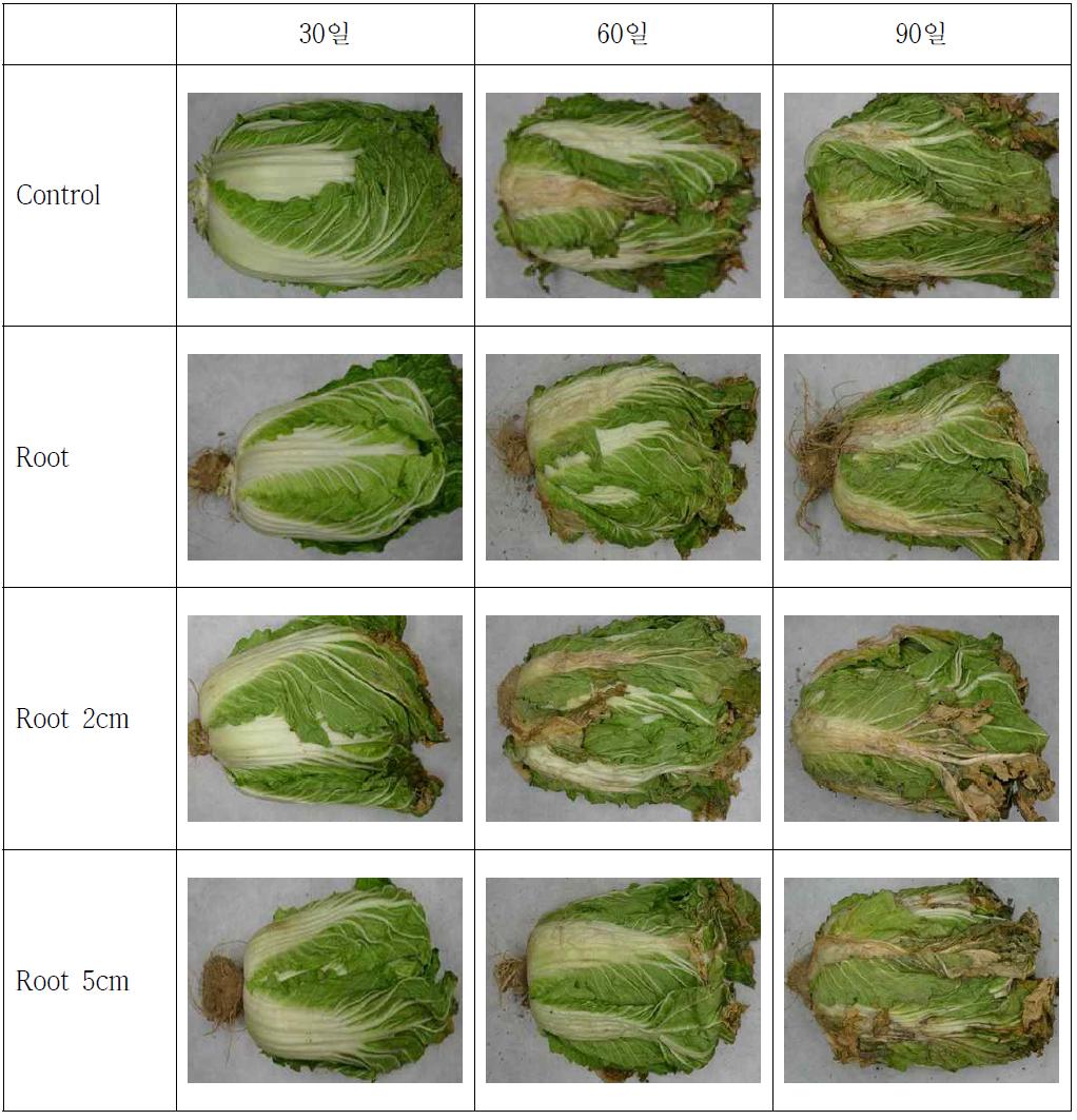 뿌리 길이 조절한 배추의 저장 중 정선 전 형태 변화 (0℃)