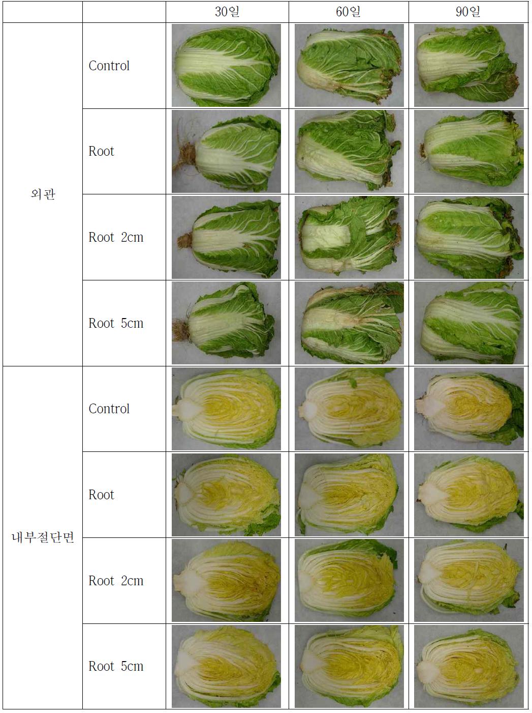 뿌리 길이 조절한 배추의 저장 중 정선 후 형태 변화 (0℃)