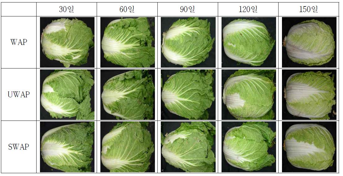 피복방법에 따른 배추의 저장 중 정선 후 성상변화