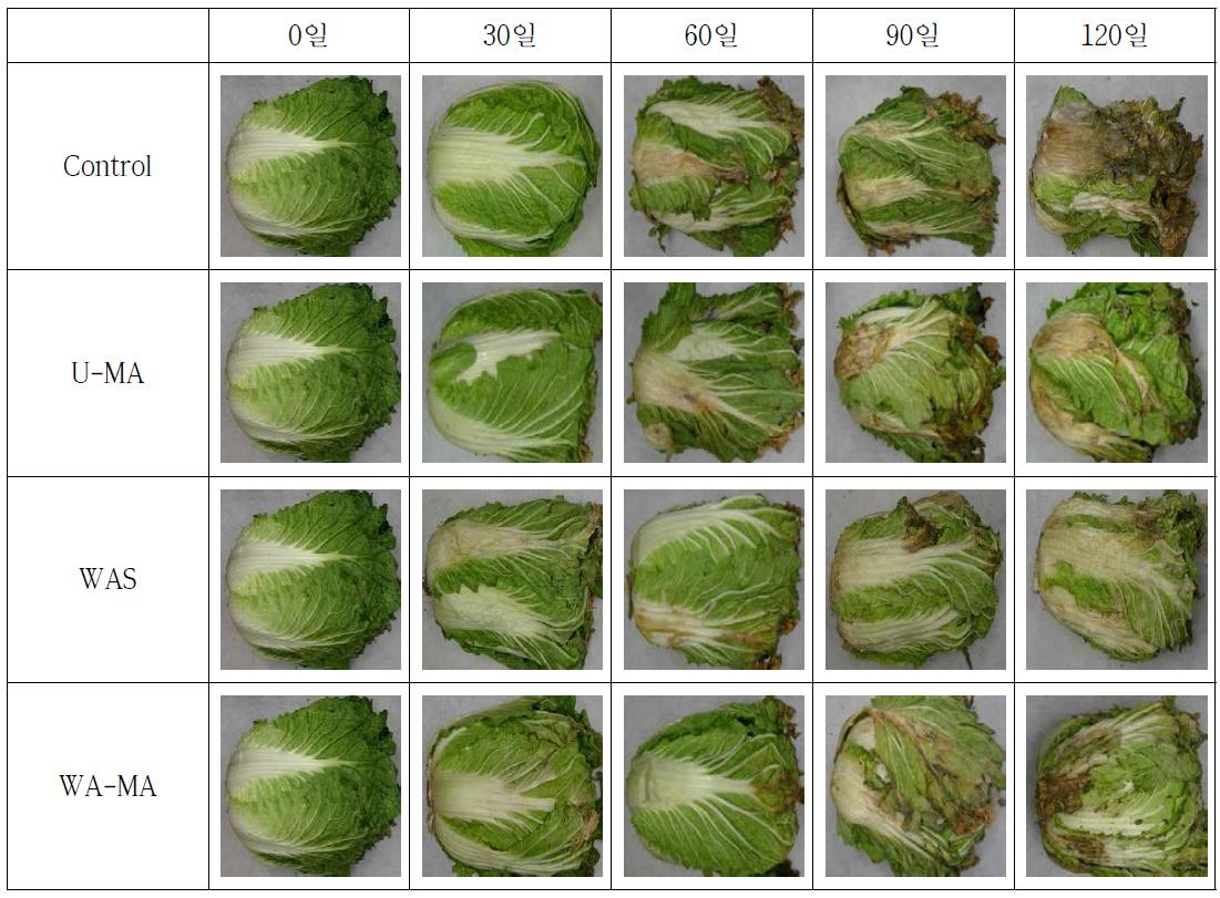 다공성 천연석 및 기체환경 조절한 월동배추의 저장 중 정선 전 형태 변화 (0℃)