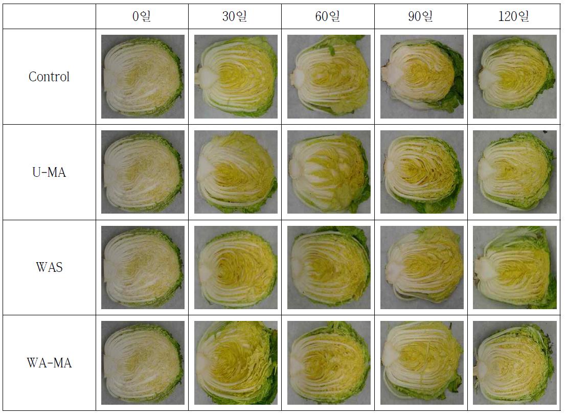 다공성 천연석 및 기체환경 조절한 월동배추의 저장 중 절단면 변화 (0℃)