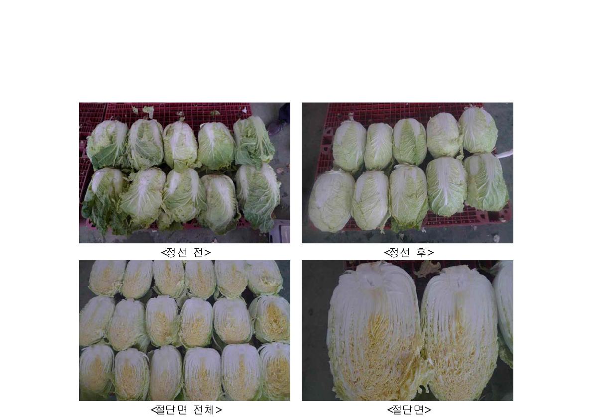 포장방법에 따른 저장 2개월 후 PVC wrapping 전면 처리구 배추 성상