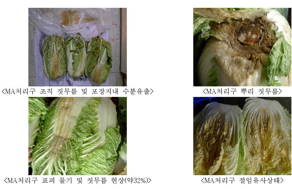 월동배추의 MA 저장 문제점