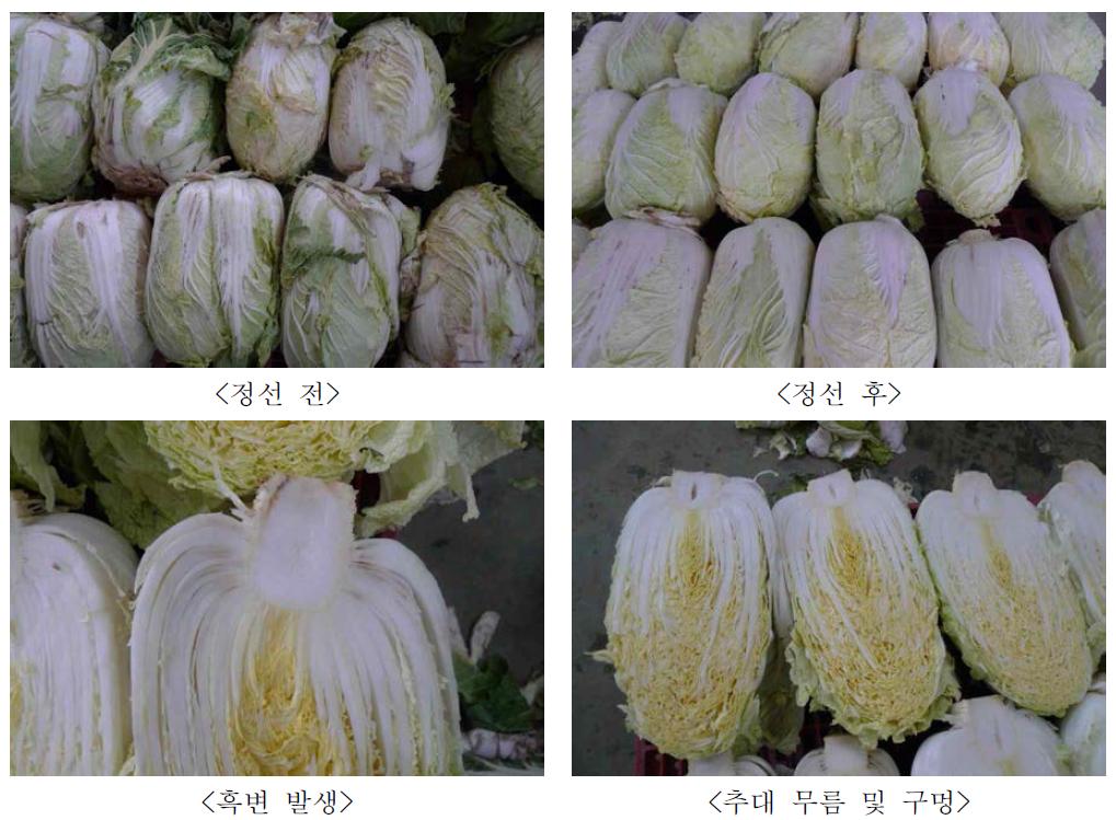 포장방법에 따른 저장 2개월 후 대조구 배추 성상