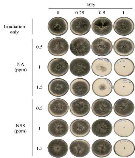 Nano complex처리에 의한 Botrytis cinerea 균사생장 억제