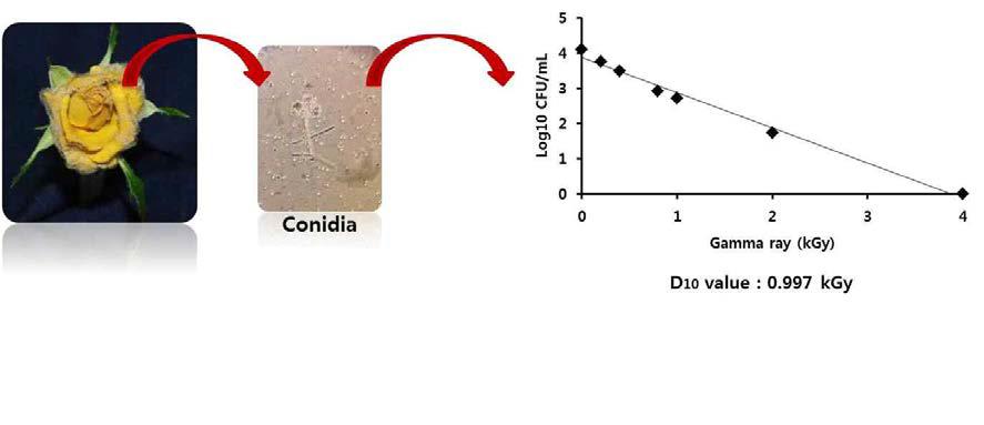 감마선 증가에 따른 장미 B. cinerea 포자 수 감소 및 회귀직선 분석
