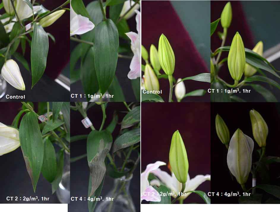 Phytotoxicity on cv. Shelia lily cutting on leaves and petals in each dose.