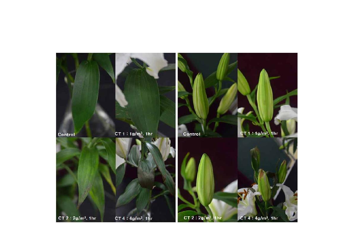 Phytotoxicity on cv. Siberia lily cutting on leaves and petals in each dose.