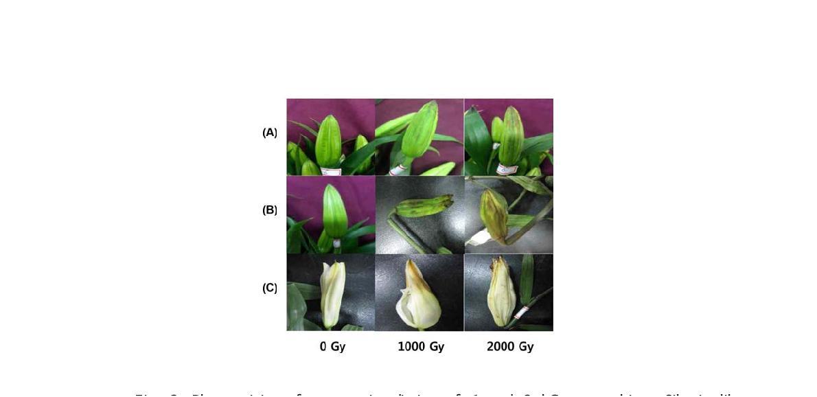 Phytotoxicity of gamma irradiation of 1 and 2 kGy on cultivar Siberia lily cuttings.