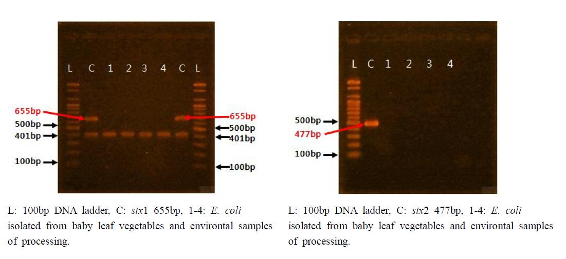 어린잎 채소 및 환경에서 분리된 대장균의 병원성 확인(stx1 및 stx2 유전자 분석)