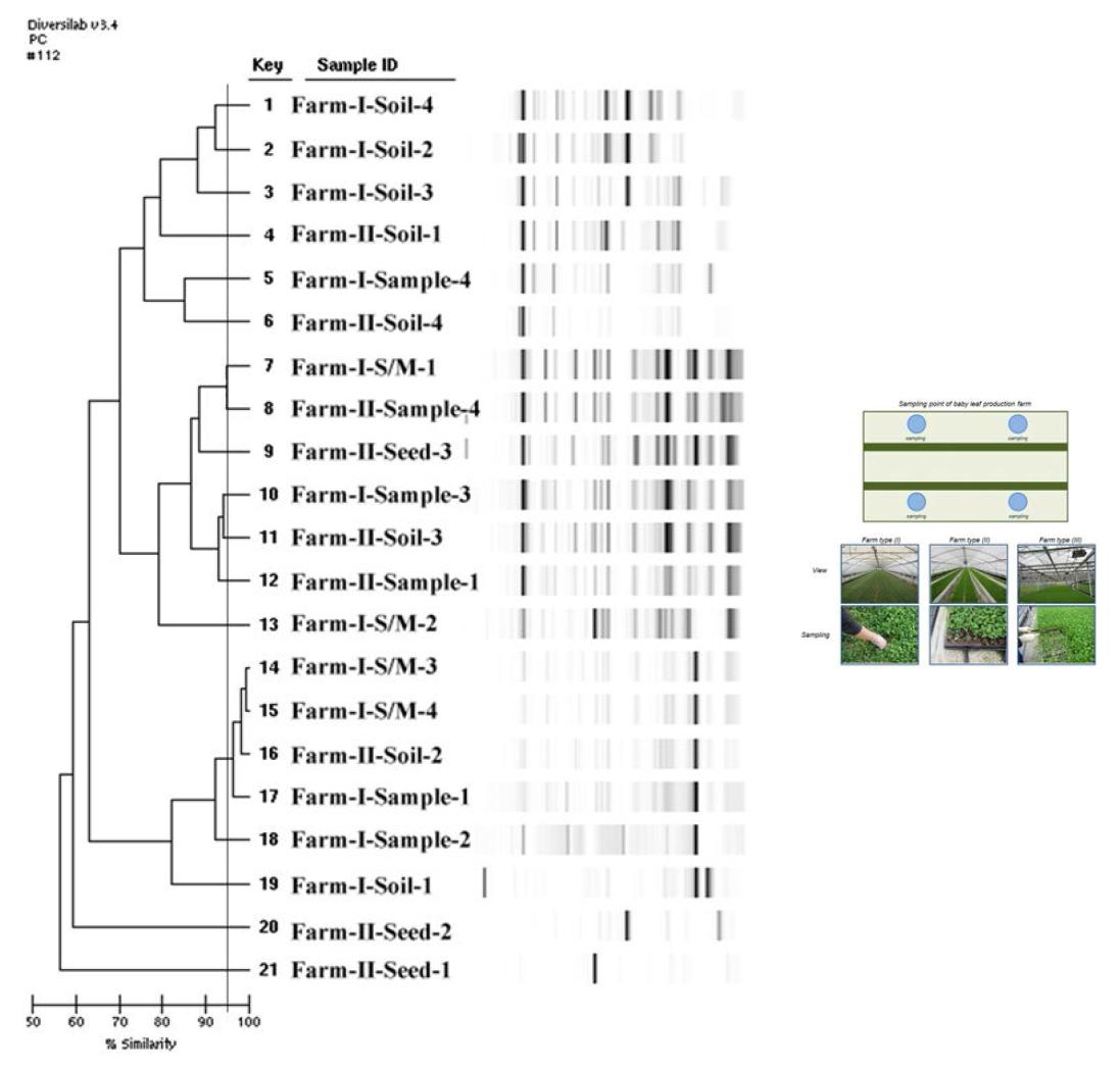 rep-PCR로 분석한 생산단계 어린잎 채소에서 분리된 B. cereus의 dendrogram.