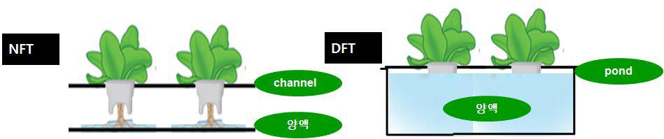 양액 공급방식에 따른 NFT 와 DFT 비교