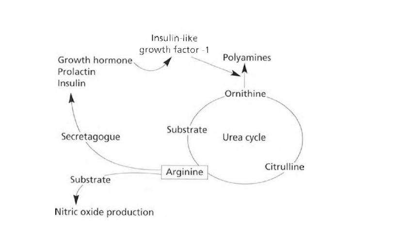 L- arginine의 기능