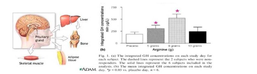 L- 아르기닌의 성장호르몬 족진 효과