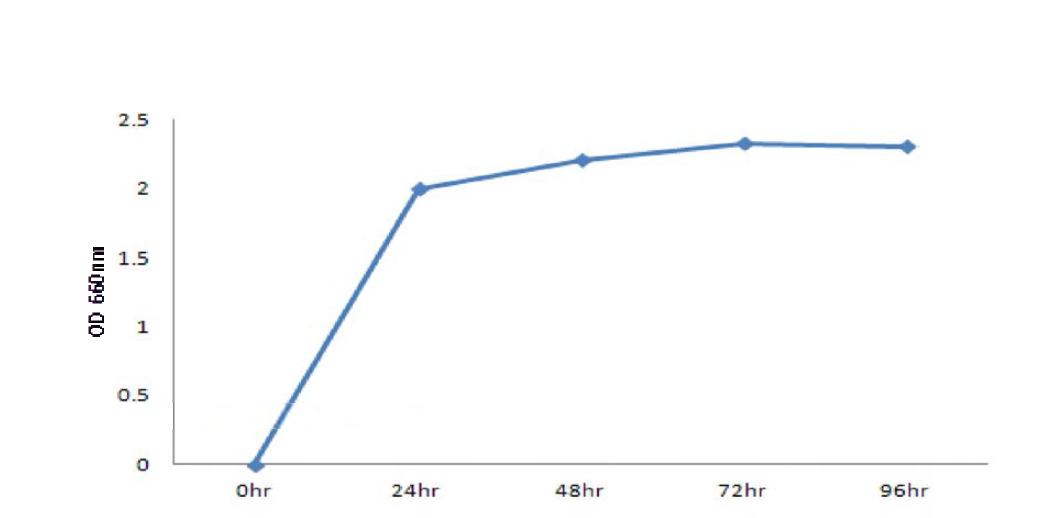 Effect of large scale culture(1,000 liter) to the growth of Saccharomyces cerevisiase BBG Y6.