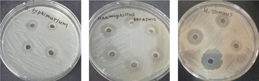 Antibacterial activities of the isolated bacteria.