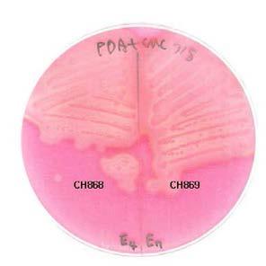 Isolation of bacteria showing cellrnase activity on PDA medium from Hanwoo rumen