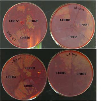 Isolation of bacteria showing cellrnase activity from silages