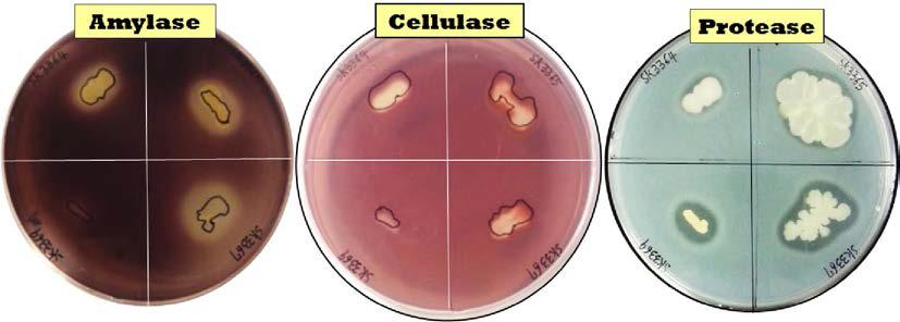 Enzyme activities of amylase, cellulase, and protease